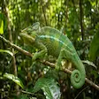 Madagascar chameleon in Nosy Komba rainforest