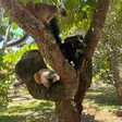 Common brown lemurs in tree at Lemuria Land
