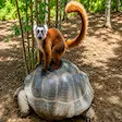 Complete 7-day island adventure tour experience in Nosy Be Madagascar