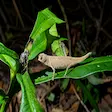 Endemic Madagascar leaf chameleon in Nosy Be