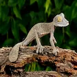 Madagascar gecko in Lokobe National Park, Nosy Be