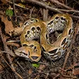 Giant Madagascar boa snake in Lokobe National Park, Nosy Be
