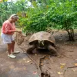 Giant tortoise at Lemuria Land