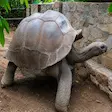 Giant tortoise in Nosy Komba, Madagascar