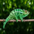 Green panther chameleon spotted at Lokobe National Park in Nosy Be Madagascar