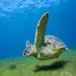 Green sea turtle underwater at Nosy Iranja Madagascar