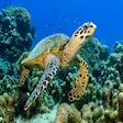 Hawksbill sea turtle swimming near Nosy Sakatia