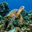 Hawksbill Sea Turtle Snorkeling in Nosy Be
