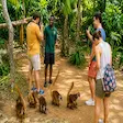 Lemur Encounter with Tourists on Nosy Komba