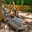 Lemurs on a giant tortoise in Nosy Komba, Madagascar