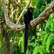 Black lemur in Lokobe National Park, Nosy Be, Madagascar