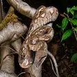 Ground boa snake at Lokobe National Park in Nosy Be Madagascar