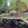 Madagascar chameleon at Lemuria Land
