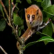 Madagascar mouse lemur in night rainforest at Nosy Be