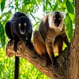 Maki macaco lemur at Lokobe National Park in Nosy Be Madagascar