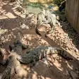 Nile crocodile at Lemuria Land