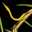 Leaf-nosed snake in Nosy Be Madagascar