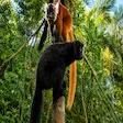 Black and brown ruffed lemurs on Nosy Komba island Madagascar