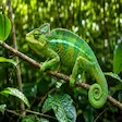 Panther chameleon on Nosy Komba island in Madagascar