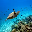 Swimming with sea turtles and exploring coral reefs at Nosy Sakatia