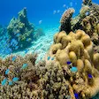 Coral reef snorkeling at Nosy Tanikely Marine Reserve, Madagascar