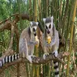 Ring-tailed lemur inspired by King Julien from Madagascar