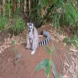 Ring-tailed lemur with baby at Lemuria Land