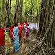 Sacred Ficus tree during a guided tour in Nosy Be, Madagascar