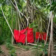 Sacred Ficus Tree in Nosy Be, Madagascar