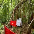 Sacred tree at Mahatsinjo, Nosy Be, Madagascar
