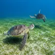 Sea turtle encounter in Nosy Sakatia, Madagascar