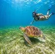 Sea turtle snorkeling experience at Nosy Sakatia Madagascar