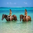 Swimming horses Nosy Be beach tour