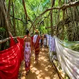 Tourists inside the Sacred Ficus tree in Nosy Be, Madagascar
