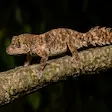 Uroplatus leaf-tailed gecko in Madagascar Nosy Be