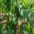 Vanilla plantation tour in Nosy Komba, Madagascar