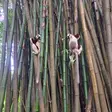 Verreaux's sifaka lemur at Lemuria Land