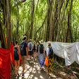 Visitors at the Sacred Banyan Tree of Mahatsinjo, Nosy Be, Madagascar