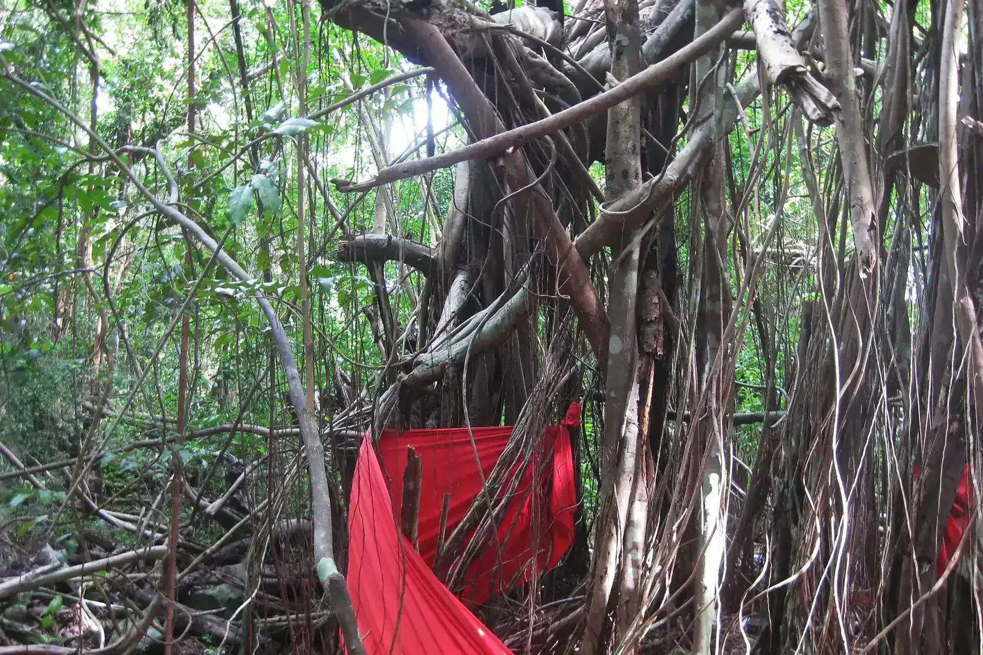 Ancient sacred ficus tree in Nosy Be Madagascar