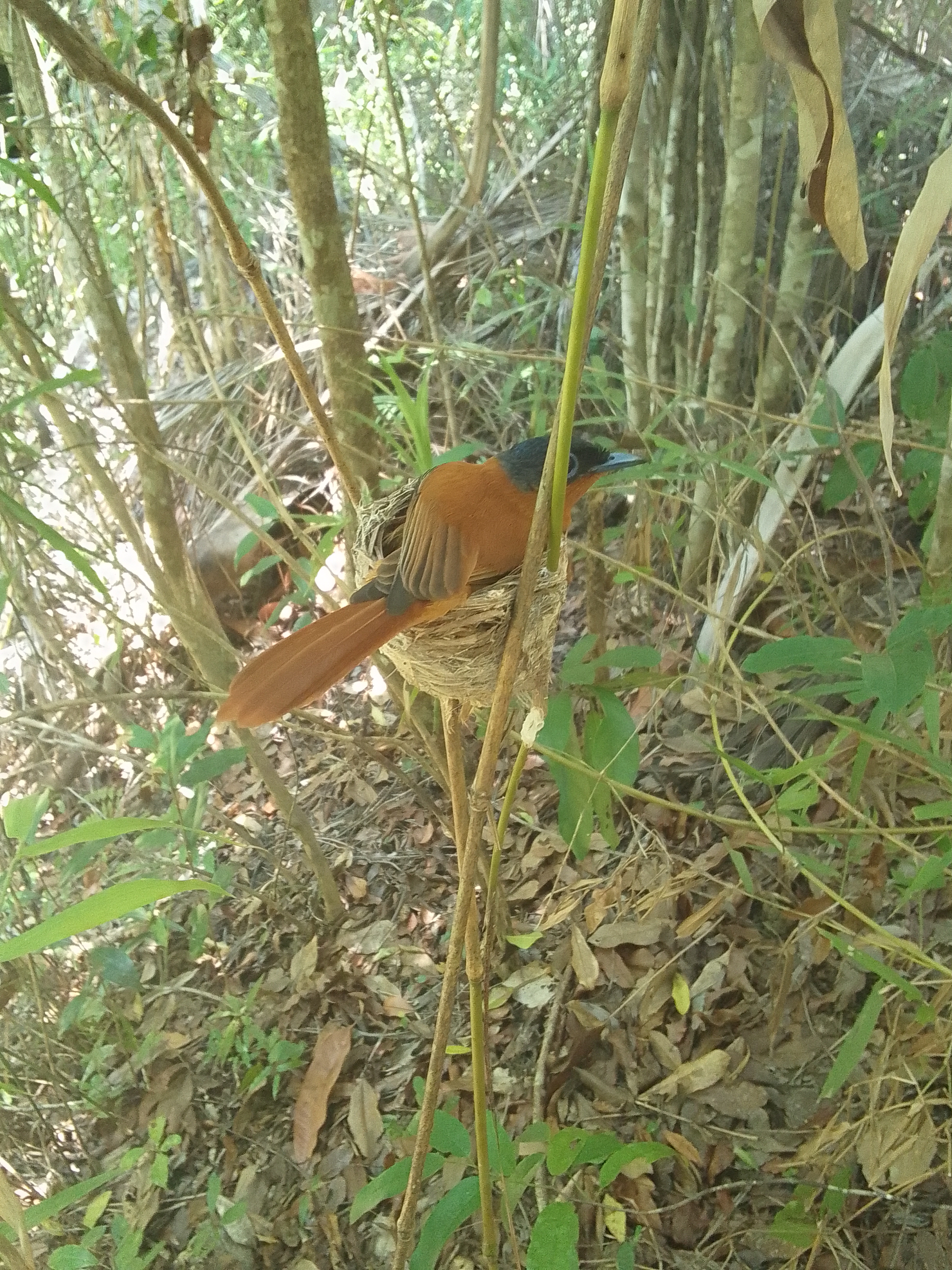 Excursion Nosy Be Madagascar Tour Trips