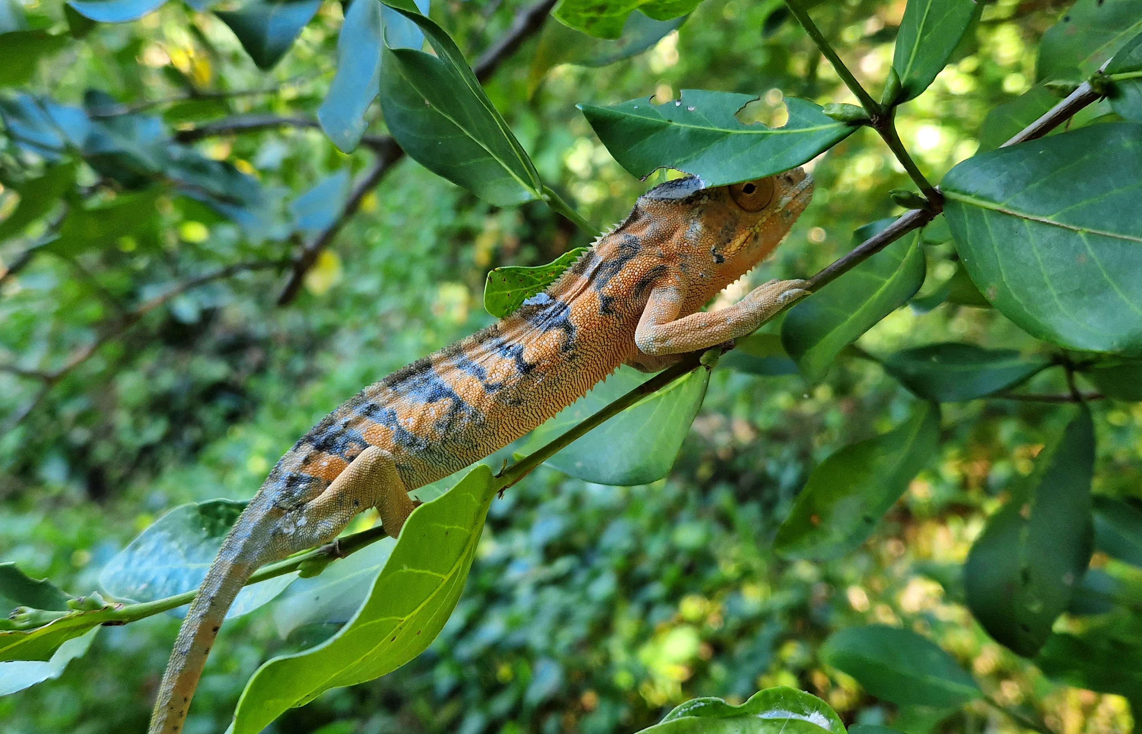 Excursion Nosy Be Madagascar Tour Trips