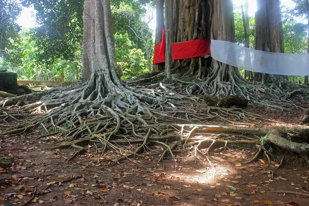 Sacred tree of Madagascar located in Nosy Be