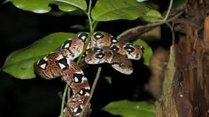 Boa snake in Nosy Komba Park, a unique wildlife experience near Nosy Be Island, Madagascar