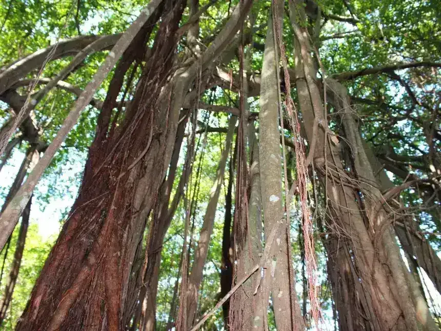 Famous sacred tree at Nosy Be Madagascar tourist attraction