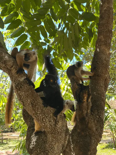 Nosy Komba and Nosy Tany Kely island tour in Nosy Be Madagascar