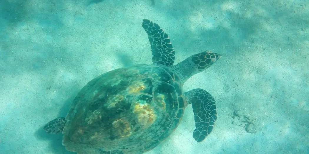 Snorkeling with sea turtles in Nosy Sakatia, a top nature excursion near Nosy Be, Madagascar in 2025
