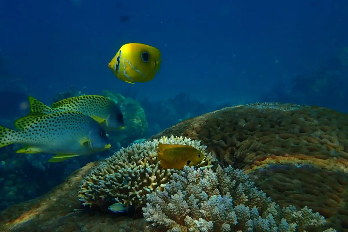 Colorful coral reef and fish in Nosy Tanikely – snorkeling paradise