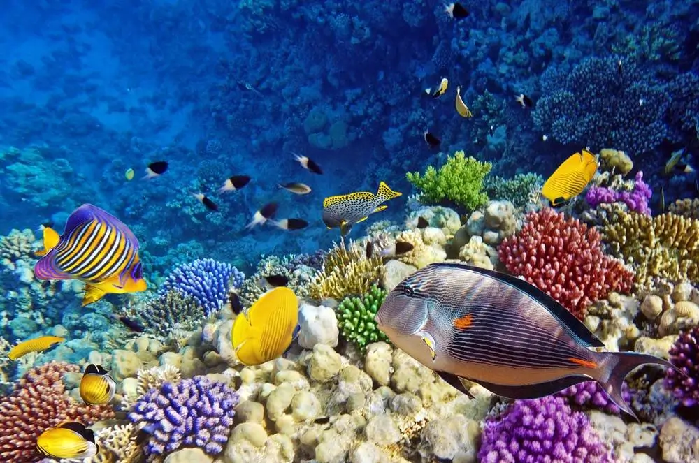 Colorful fish in Nosy Tanikely – underwater adventure in Madagascar