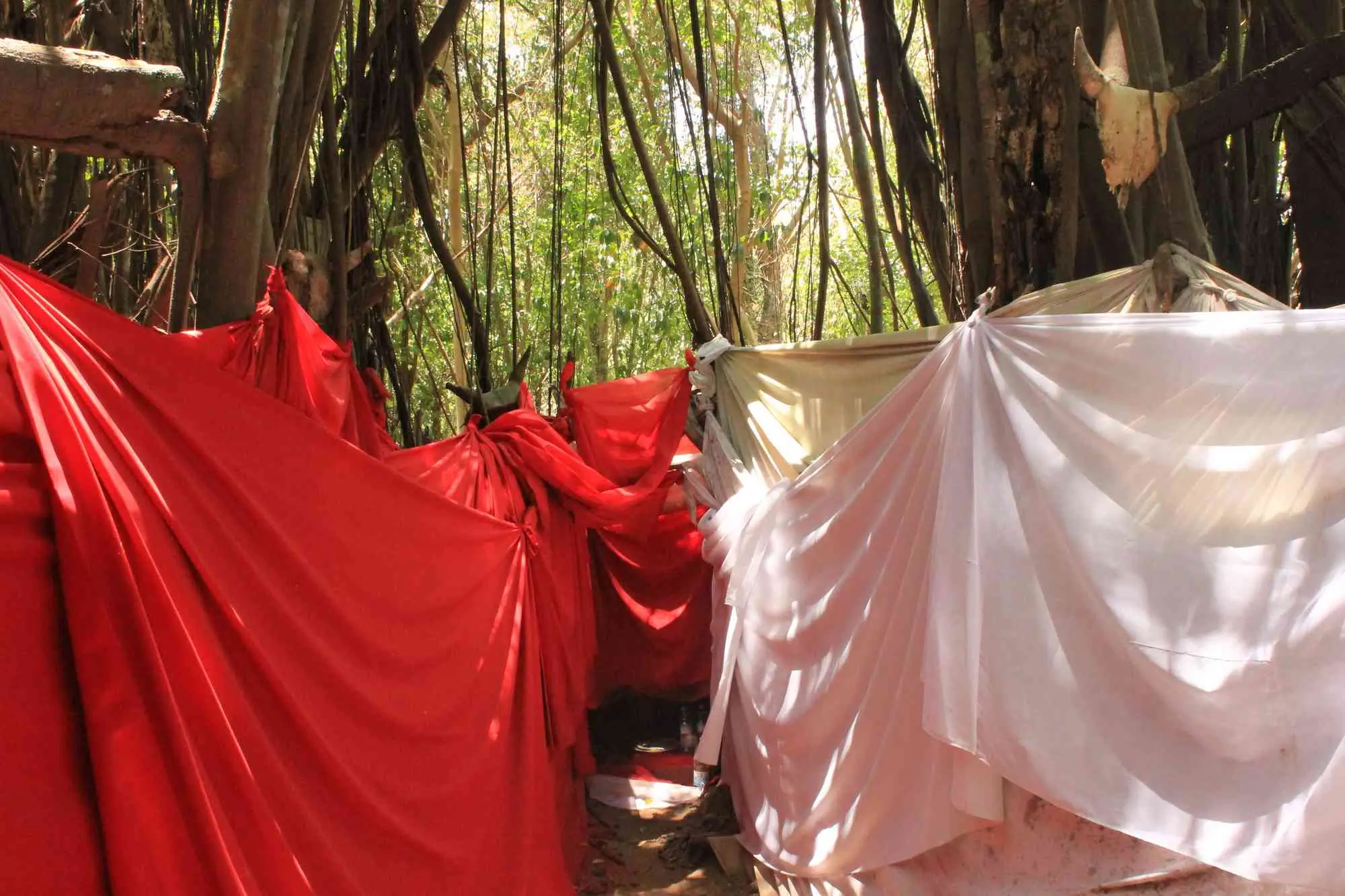 Sacred tree (Arbre Sacré) in Nosy Be, Madagascar – a cultural and spiritual site for guided tours and local traditions