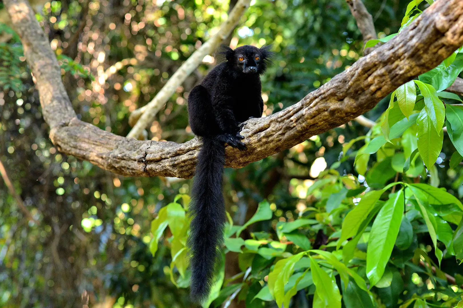 Excursion Nosy Be Madagascar Tour Trips